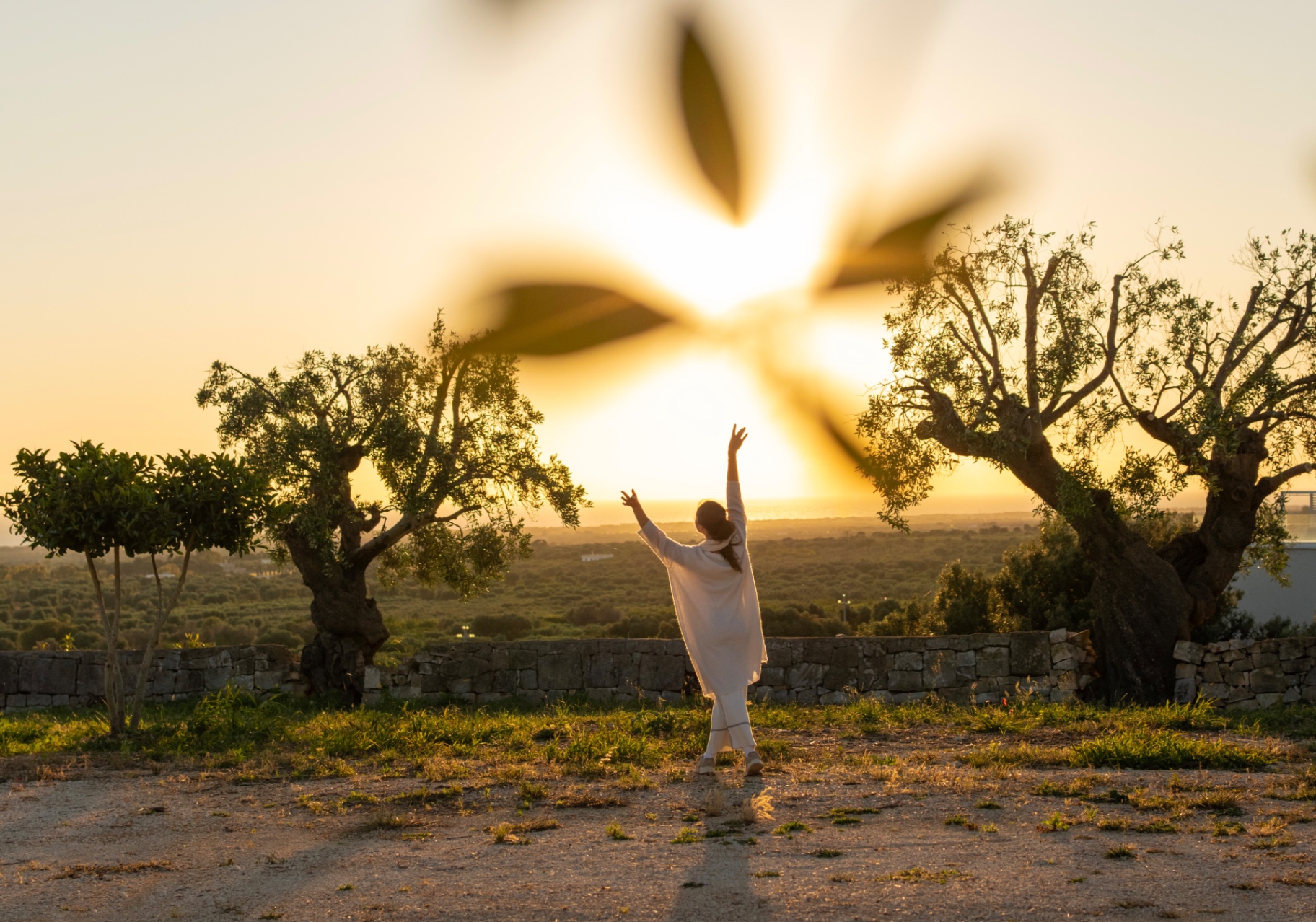 Olive Grove · Sunset